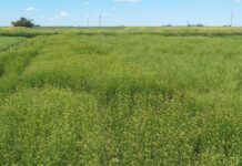 La Camelina, un cultivo que hará su debut