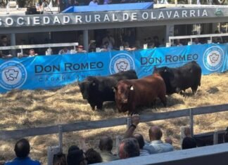 Don Romeo, dos décadas de superación