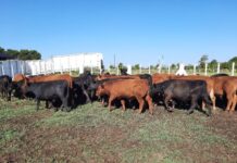 La pantalla siempre rinde