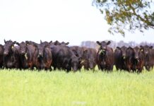 Rústicos le baja el martillo a 2025 desde Claromecó