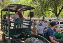 En Suárez, de exposición