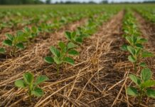 Nutrición, la clave para el rendimiento y calidad