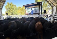 Se cerró el año y el «camino» al centenario