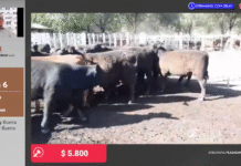 La web hizo un punto y aparte