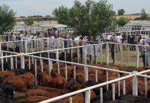 Un quiero vale cuatro a la Pasión Ganadera