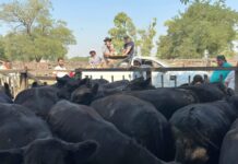 Calor en el martillo y en la feria
