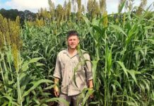 Evalúan variedades de sorgo como alternativa forrajera