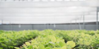 DonMario y cinco lanzamientos estratégicos