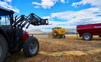 El Trigo mas austral del país ya se cosecha