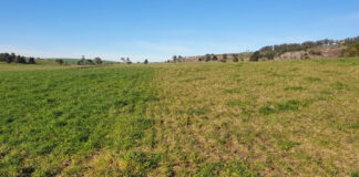 Mayor nutrición para una ganadería de alta producción