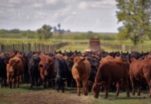 Rústicos: con el Destete comienza sus 20 años de remates