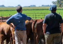 Encuesta CREA: Los ganaderos lideran el optimismo