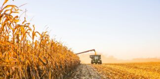 La humedad, el condicionante de la gruesa