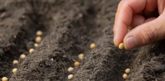 La «nueva» Ley de Semillas, un debate entre productores y Gobierno