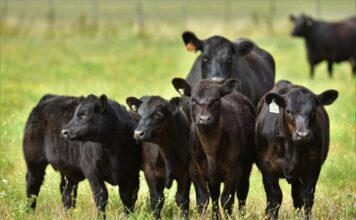 La cría disfruta de una rentabilidad histórica