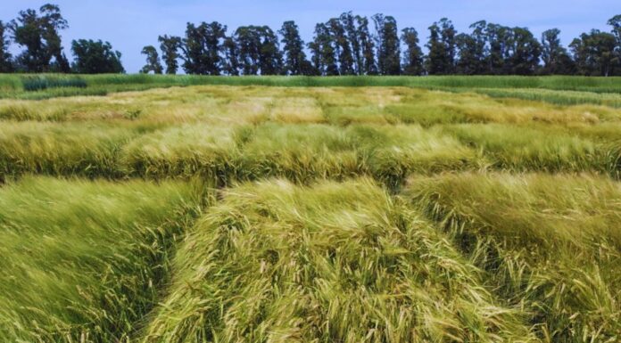 Presentan un nuevo material de Cebada Cervecera