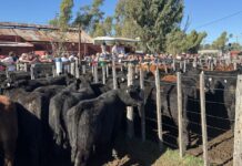 Un especial de invernada para una fecha especial