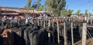 Un especial de invernada para una fecha especial