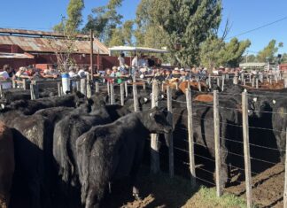 Un especial de invernada para una fecha especial