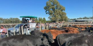 Con calidad y manos se animó el mercado en Dorrego