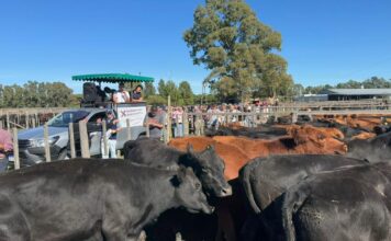 Con calidad y manos se animó el mercado en Dorrego