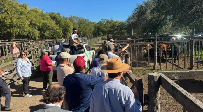 La plaza siempre muestra calidad y firmeza