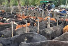 La calidad y las lluvias, de la mano en Rauch