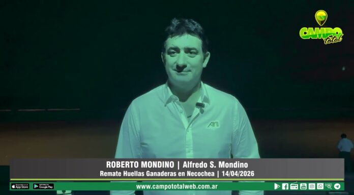 Entrevista a Roberto Mondino