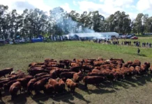Más de 500 productores en la Jornada a Campo del IPCVA