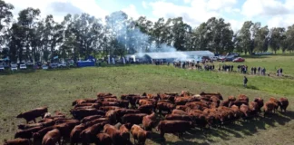 Más de 500 productores en la Jornada a Campo del IPCVA