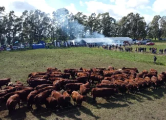 Más de 500 productores en la Jornada a Campo del IPCVA
