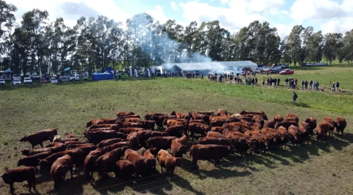 Más de 500 productores en la Jornada a Campo del IPCVA