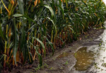 Las lluvias, aliadas de los tardíos o de segunda