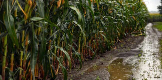 Las lluvias, aliadas de los tardíos o de segunda