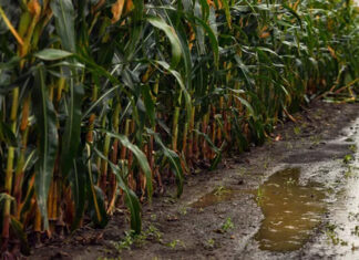 Las lluvias, aliadas de los tardíos o de segunda
