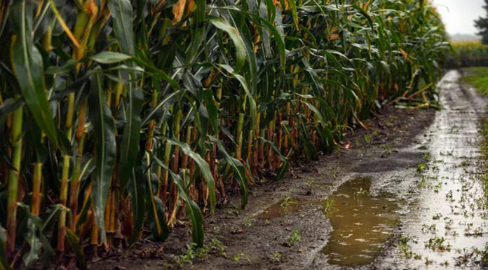 Las lluvias, aliadas de los tardíos o de segunda
