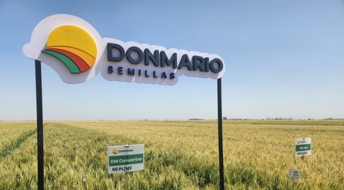 Trigo 2026: un portfolio estratégico