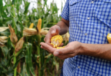 La especialización en maíz que siembra resultados