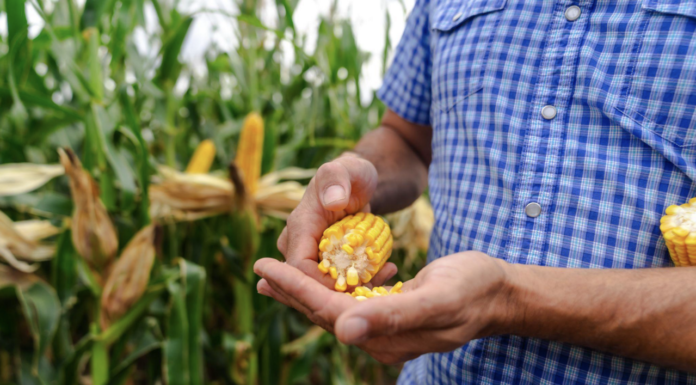 La especialización en maíz que siembra resultados