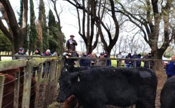 Por San Cayetano se sigue camino al Centenario