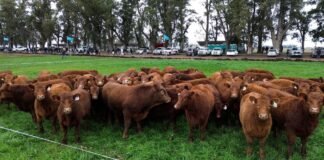 De la genética al pasto: claves para producir más carne por hectárea