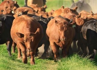 La otra guerra de Trump: contener el precio interno de la carne