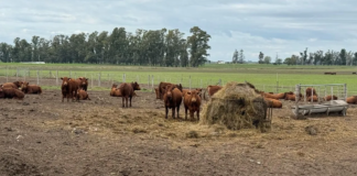 El IPCVA llega a 9 de Julio