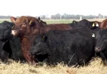 Genética y expectativas para el cuarto Angus del Sudeste