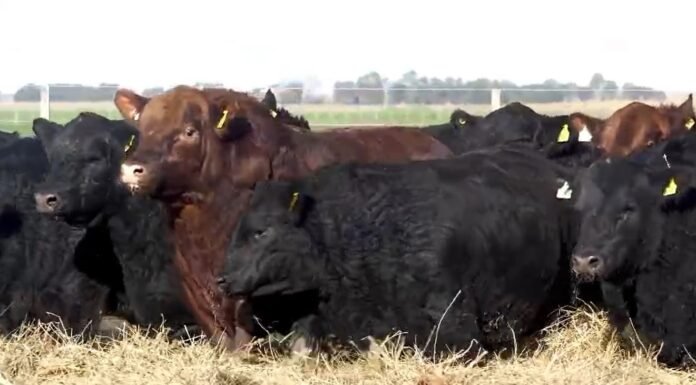 Genética y expectativas para el cuarto Angus del Sudeste