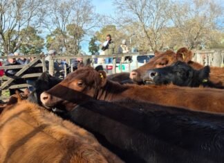 Se sacudió el mercado en Tres Arroyos