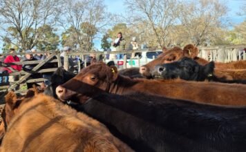 Se sacudió el mercado en Tres Arroyos