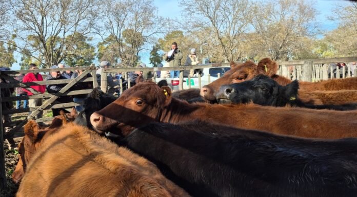 Se sacudió el mercado en Tres Arroyos