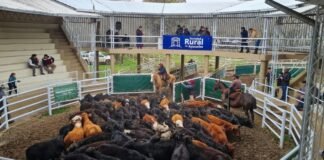 En Ayacucho sigue saliendo buena invernada