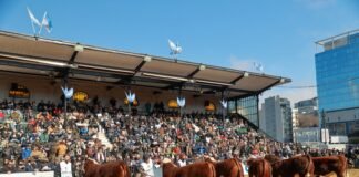 Hereford también palpita Palermo